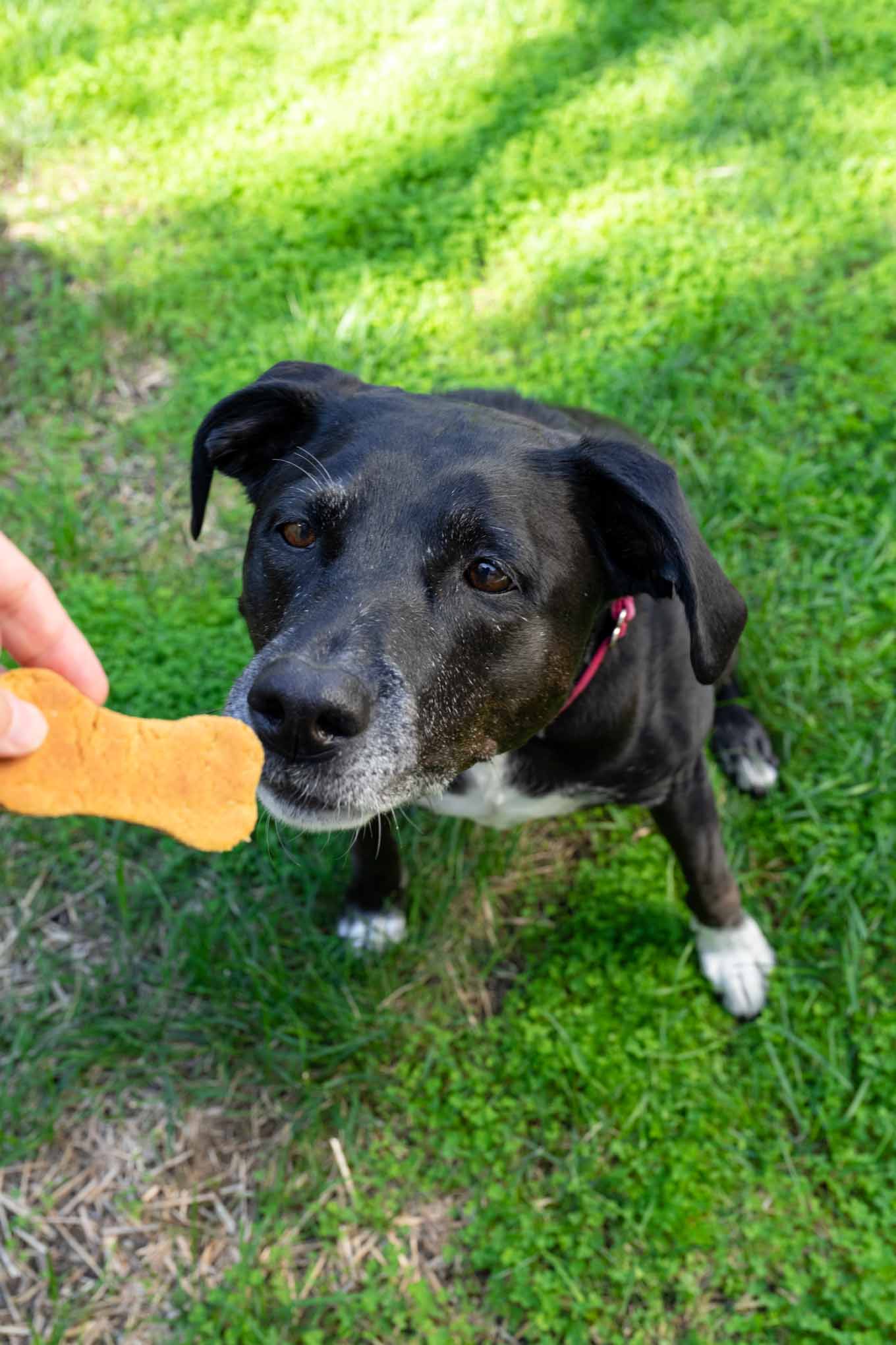 a dog smoking a domestic dog
