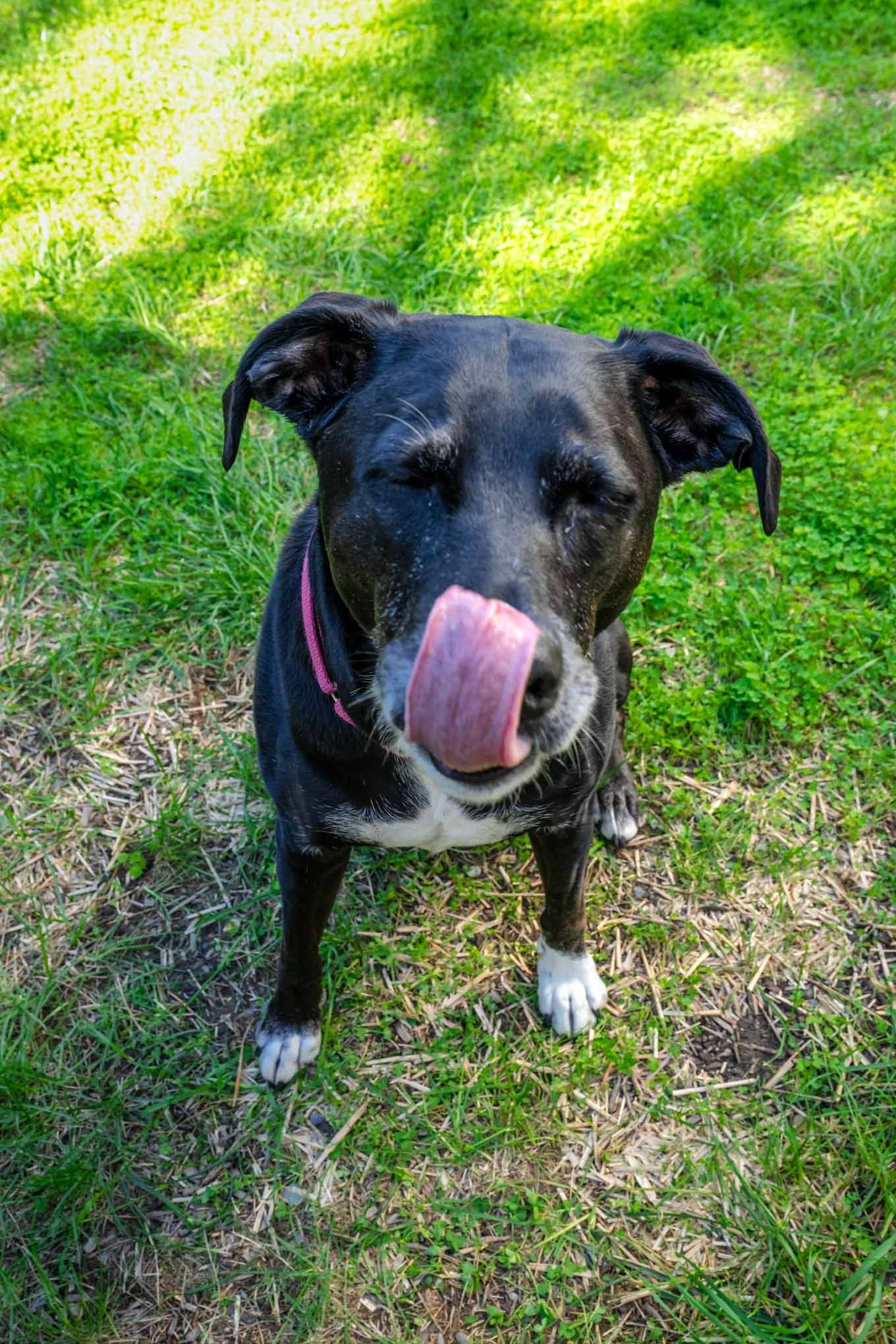 A black dog sniffing its nose