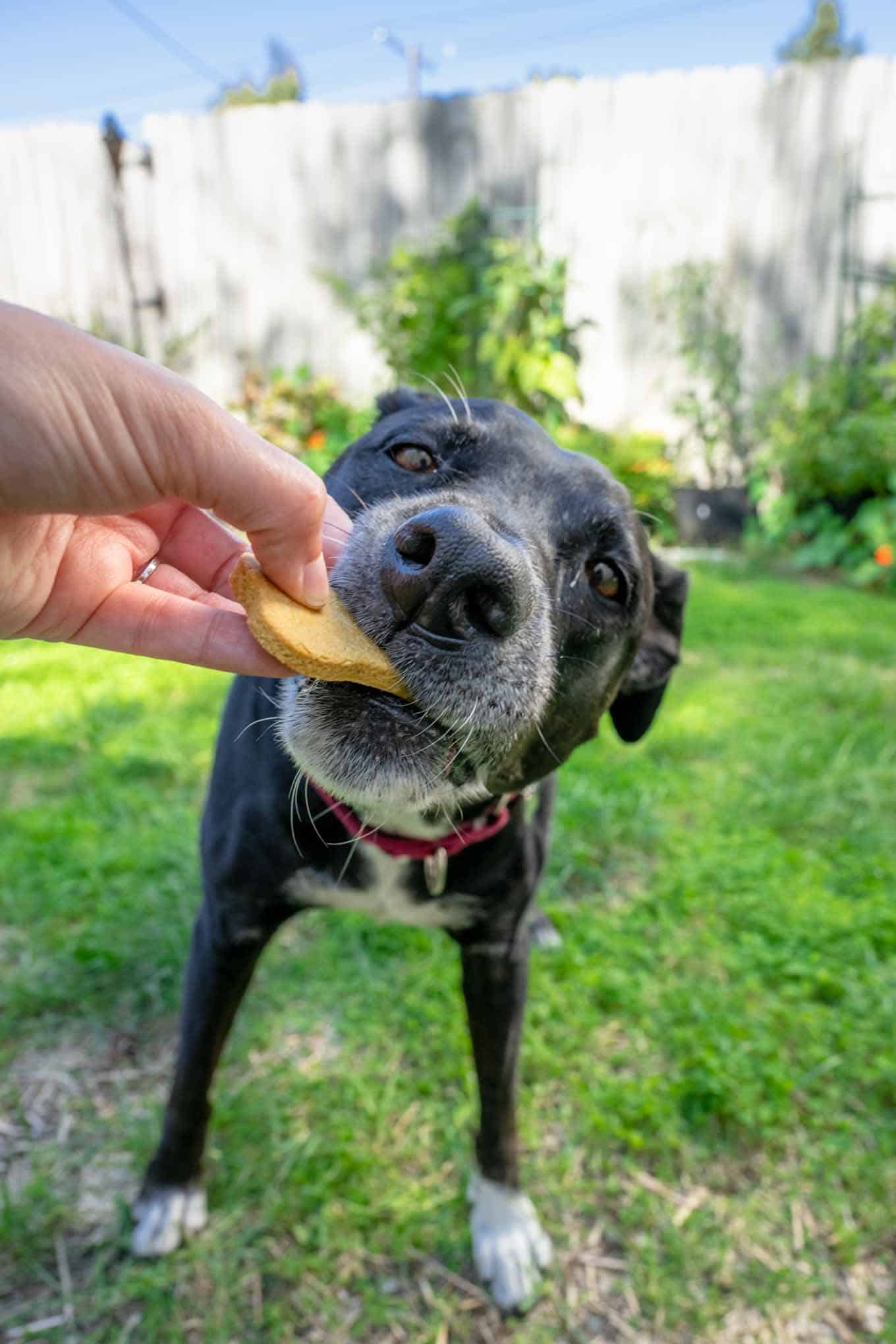 black dog eating peanuts pumpkin is a delicious dog